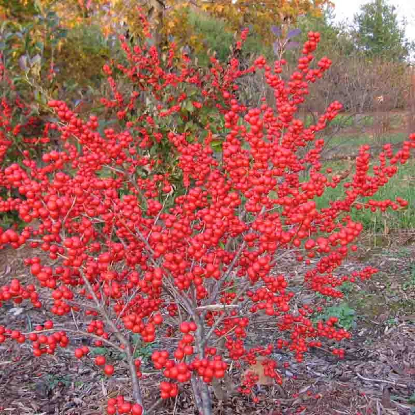 Winterberry berries.jpg